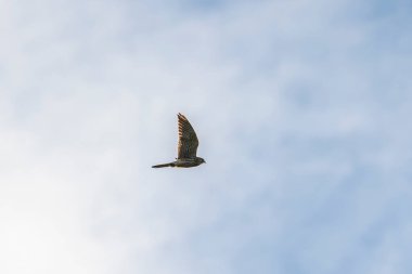 Kara Şahin, bulutlu gökyüzüne doğru uçuyor