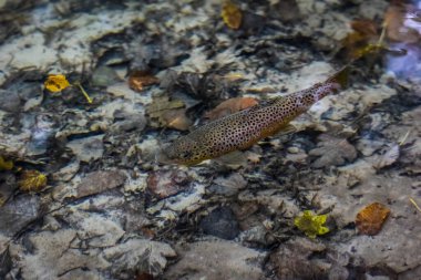 Kahverengi bir alabalık berrak suda yüzer.