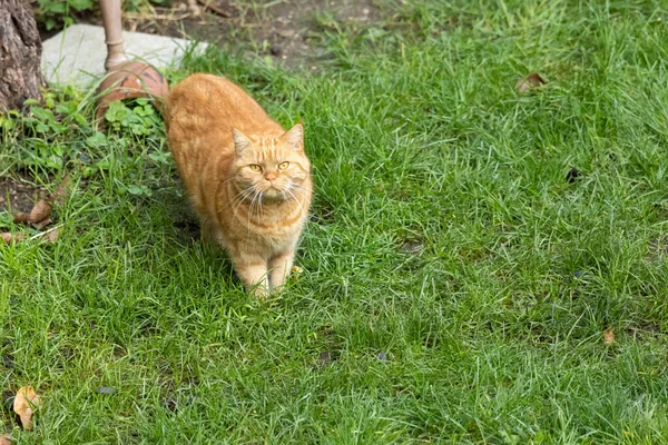 Vermelho Britânico Shorthair Gato Parece Rabugento Câmera — Fotografia de Stock