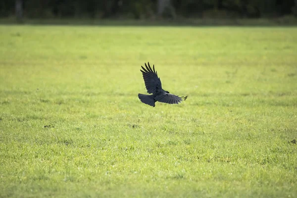 Crow Landing Nadering Naar Een Weide — Stockfoto