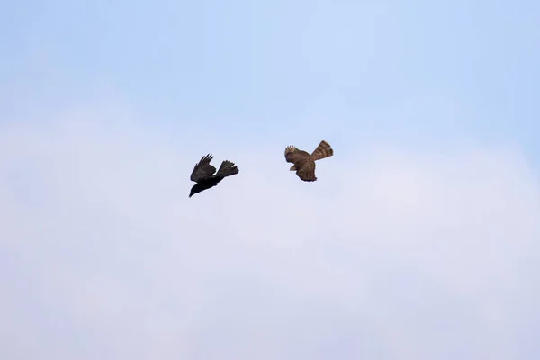 Luftkampf Zwischen Einer Krähe Und Einem Falken — Stockfoto