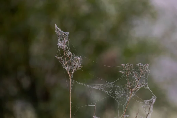 Dauwspinnenweb Tussen Grassen — Stockfoto