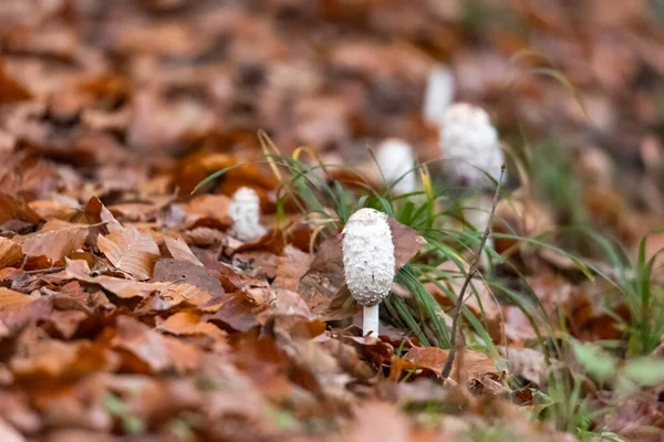 Haubenfinken Auf Dem Waldboden — Stockfoto