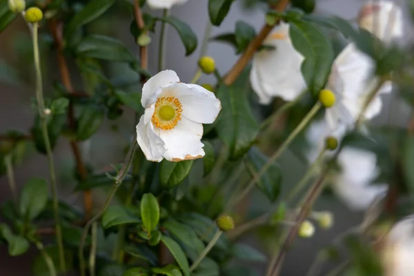 Увядающий Белый Цветок Осеннего Анемона — стоковое фото