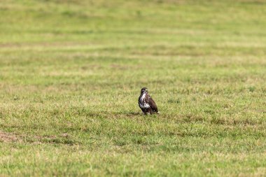 Çimenli bir çayırda şahin