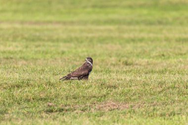 Çimenli bir çayırda şahin