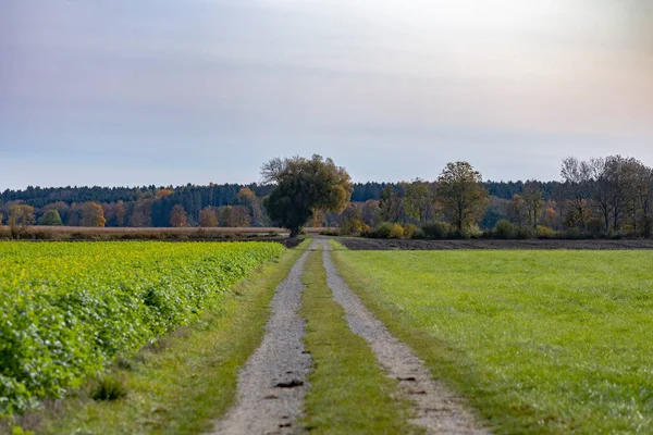 Mezőn Vezető Egy Fához Vezet — Stock Fotó