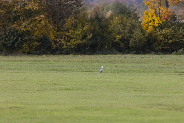 Ormanın kıyısındaki bir tarlada gri balıkçıl.