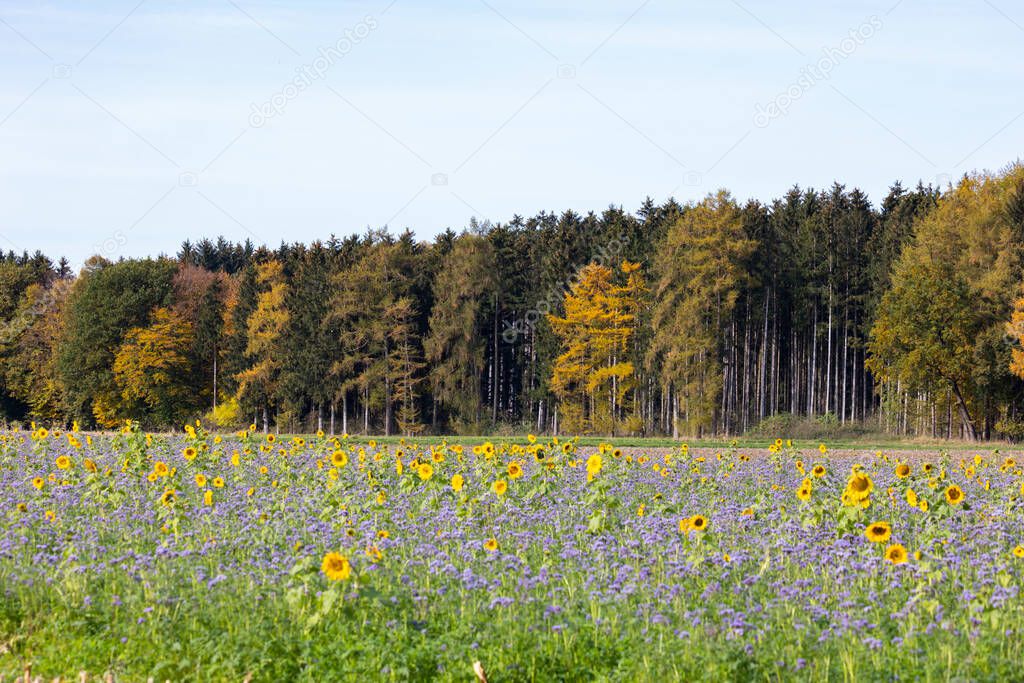 phacelia and sunflowers as bee pasture on a field near Hiltenfingen