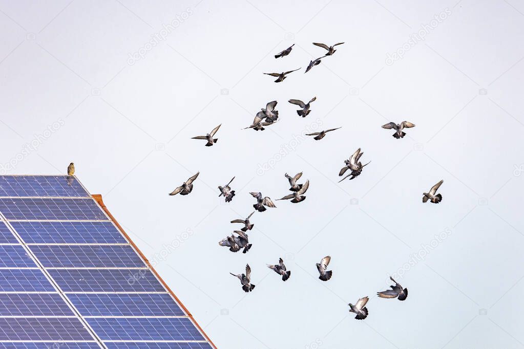 a flock of flying pigeons in front of a roof with solar panels on which a hawk is sitting