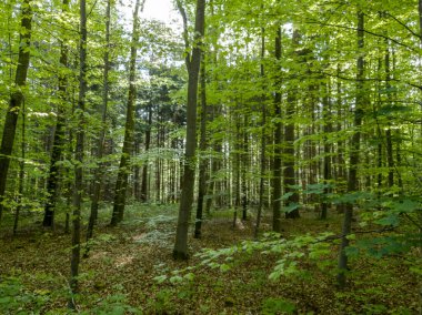 Ormanda yeşil yaprak döken ağaçlar