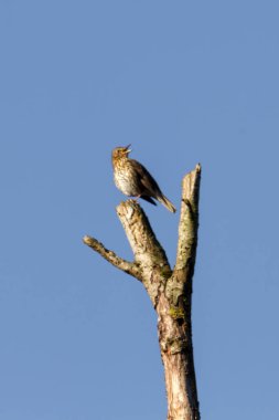 Mavi gökyüzünün önündeki ölü bir ağaçta ardıç kuşu