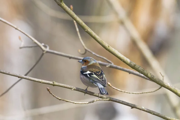 Chaffinch Sonbahar Ormanında Bir Dalda — Stok fotoğraf