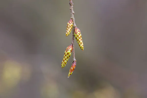 Een Haagbeugel Knoppen Voorjaar — Stockfoto