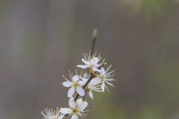 Blüten Einer Schlehe Auf Einem Zweig Frühling — Stockfoto