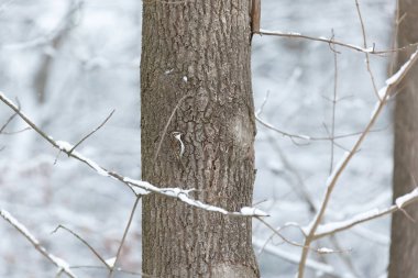 İyi kamufle olmuş bir oduncu kışın ormandaki bir ağacın kabuğunda karla kaplı dalların arasında yiyecek arıyor.