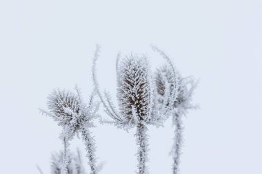 Kış mevsiminde karla kaplı çiçek kalıntıları bulanık arka planda