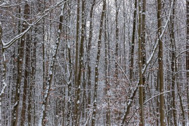 Kışın ormanda ağaçlar ve kayın dalları karla kaplanır.