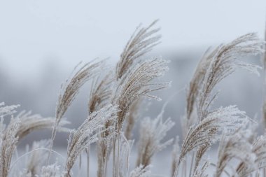 Kış ayazıyla kaplı donmuş ot kulakları bulanık arka plana karşı