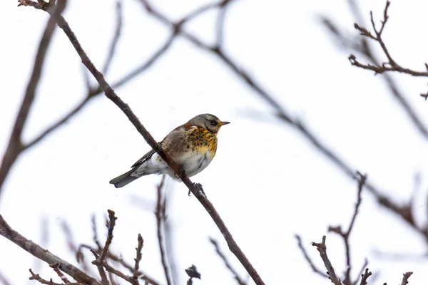 Tordo Ginepro Ramo Inverno Con Nevicate Leggere — Foto Stock