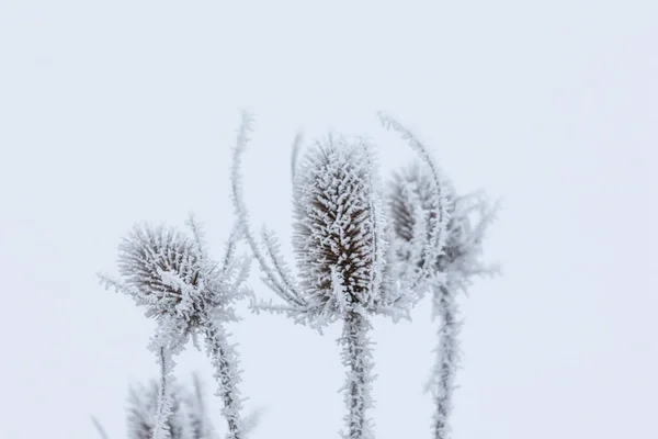 Neve Coberto Restos Secos Umbels Flor Inverno Contra Fundo Desfocado — Fotografia de Stock