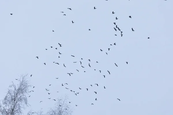 Una Bandada Cuervos Vuela Cielo Matutino —  Fotos de Stock