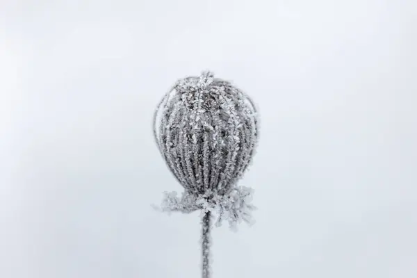 Snow Covered Dried Remains Flower Umbels Winter Blurred Background — Stock Photo, Image