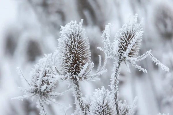 Sneeuw Bedekte Gedroogde Resten Van Bloem Umbels Winter Tegen Wazige — Stockfoto