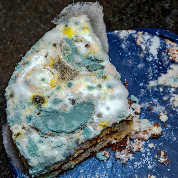 Moldy Piece Cake Dark Blue Plastic Cake Plate Dark Background — Stock Photo, Image