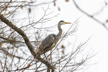 Gri balıkçıl, ormanın kenarındaki çayırların üzerinden uçar.