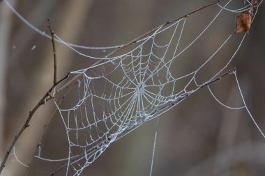 Çiyli örümcek ağı otlar arasında