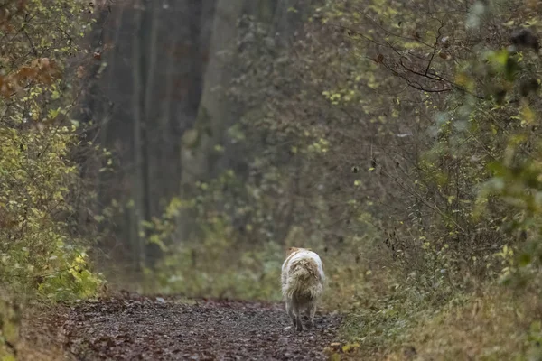 Perro Corriendo Gratis Por Detrás Corriendo Desatendido Bosque — Foto de Stock