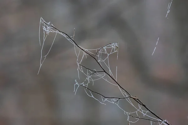 Dauwspinnenweb Tussen Grassen — Stockfoto