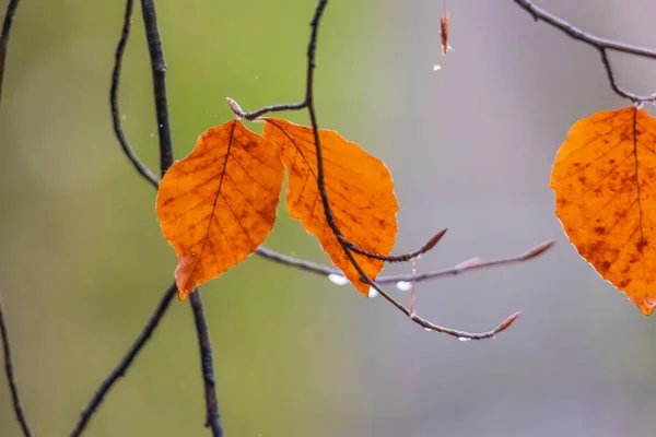 가을에 색깔의 — 스톡 사진