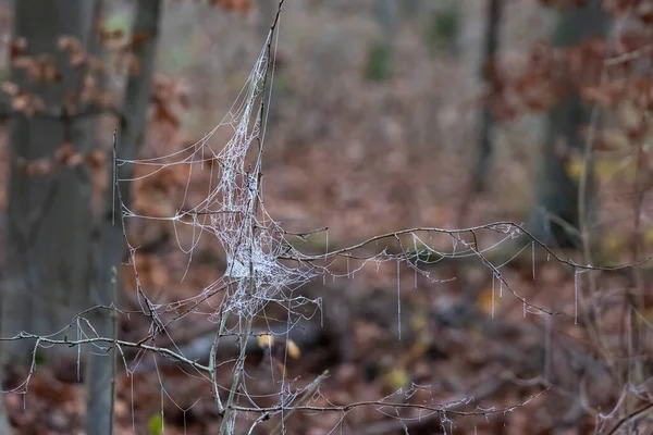 Taupe Spinnennetz Zwischen Gräsern — Stockfoto