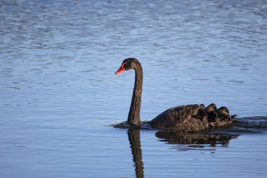 Yas tutan kuğu yeşil, pırıl pırıl suda yüzer