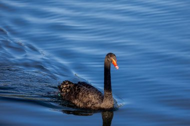 Yas tutan kuğu yeşil, pırıl pırıl suda yüzer