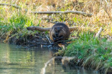 Sudaki küçük bir maymun.