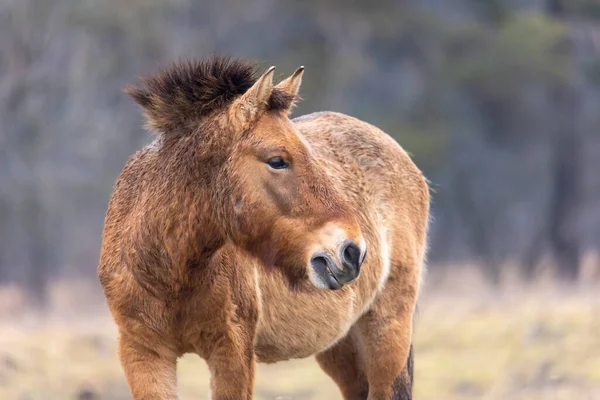 Caballo Salvaje Raza Rara Caballo Przewalski — Foto de Stock