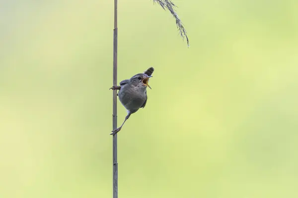 Wren Singing Blade Grass — стоковое фото