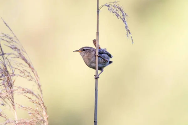 Wren Sjunga Ett Grässtrå — Stockfoto