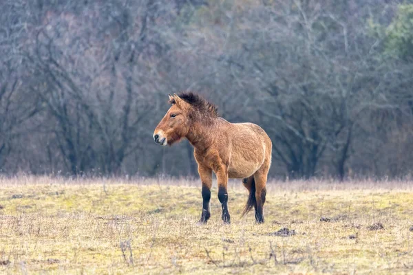 Дикий Кінь Рідкісного Коня Пшевальського — стокове фото