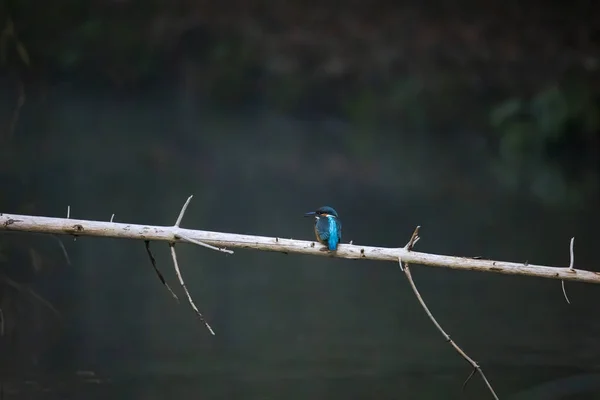 Kingfisher Ramo Floresta — Fotografia de Stock