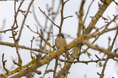 Elma ağacının dallarında serçe