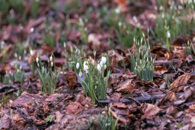 Vahşi kardamlaları ormandaki eski yaprakların arasında açar.