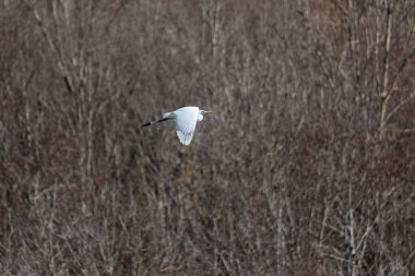 Büyük beyaz balıkçıl ormanın üzerinde uçuyor.