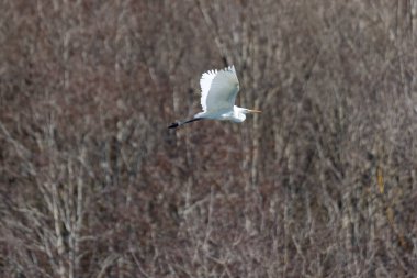 Büyük beyaz balıkçıl ormanın üzerinde uçuyor.