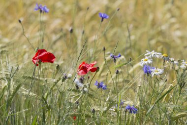 Çayırdaki renkli kır çiçekleri, mavi gökyüzü aydınlık 