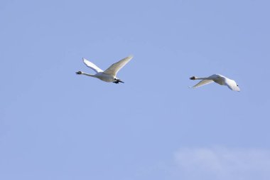 Mavi gökyüzünde uçan kuğular