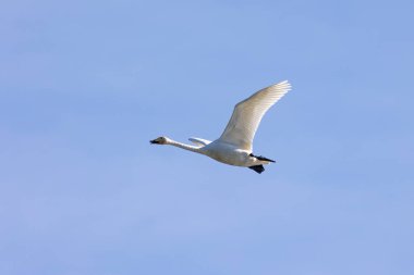 Mavi gökyüzünde uçan kuğular